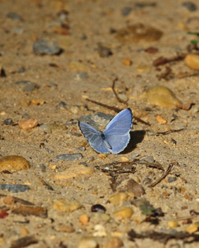 Summer Azure